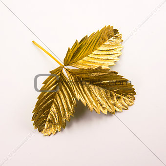 Gold leaf on white background