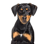Mixed-breed dog , 8 months old, sitting against white background