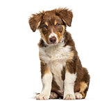 Border Collie puppy , 3 months old, sitting against white backgr