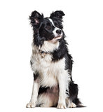 Border Collie dog looking away against white background