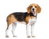 Beagle dog standing against white background