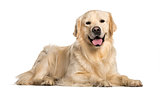 Golden Retriever dog lying  against white background