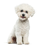 Bichon Frise dog sitting against white background
