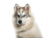 Young Alaskan Malamute dog with one blue eye against white backg