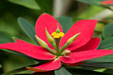 Red flower with yellow center