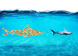 Big shark made of goldfishes attack a real shark. Concept of unity is strength, teamwork and partnership