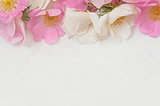 Flowers composition. Frame made of pink rose flowers on white wooden background. Flat lay, top view, copy space.