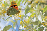 Monarch butterflies on willow
