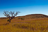 Savanna. Grass and tree. Madagascar