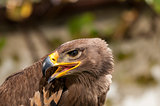 Close-up of a Steppe Eagle