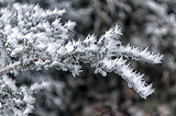 Frost on tree branches