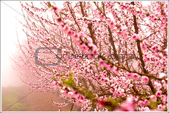 Peach tree in bloom, with pink flowers, in a foggy day, at sunrise