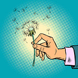 dandelion in a man hand
