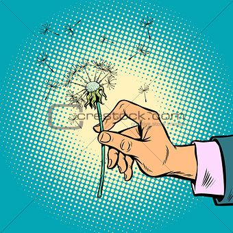 dandelion in a man hand