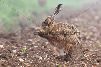 Wild brown hare with eyes closed, having a morning wash 0124