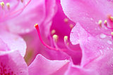 Close-up of beautiful pink Azaleas flowers in springtime.