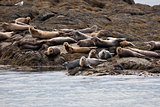 The seals on the beach