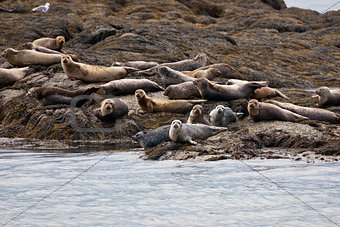 The seals on the beach