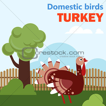 Domestic bird turkey