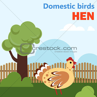 Domestic bird hen