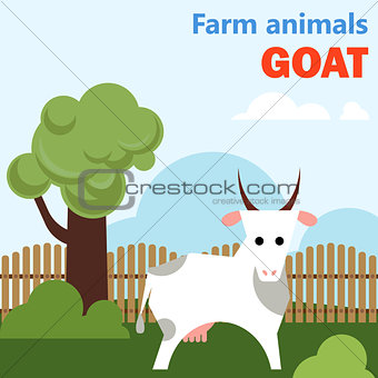 Farm animal goat