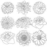 Beautiful monochrome sketch, black and white flower isolated