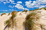 Sand dunes with grass at beach of Atlantic ocean