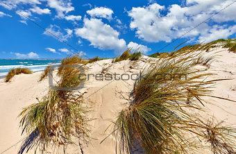 Sand dunes with grass at beach of Atlantic ocean