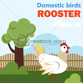 Domestic bird rooster