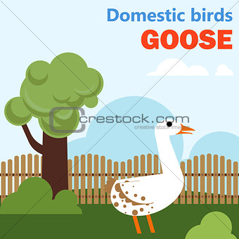 Domestic bird goose