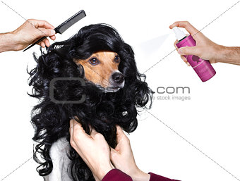 grooming dog at the hairdressers