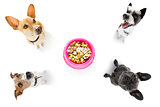 hungry  couple of dogs with food bowl