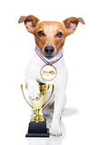 winner trophy  dog 