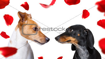 couple of dogs  in love