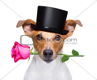 valentines dog with a rose