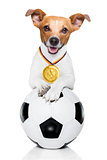 soccer jack russell dog