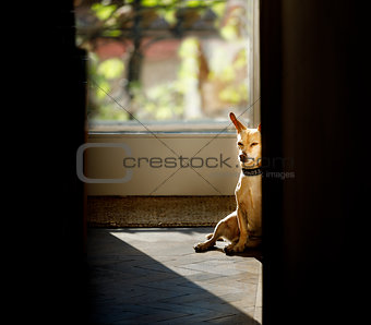 dog relaxing under the sun at home 