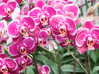 Large pink orchid for decorated in the greenhouse.