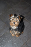 young grey mini yorkie terrier