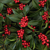 Holly and Red Berry Background