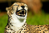 Laughing cheetah