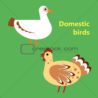 Domestic birds duck and hen