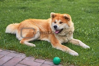 Dog Laika lies on the green grass close-up