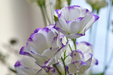 Beautiful white flowers with a delicate purple border