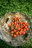Fresh tomatoes on wood