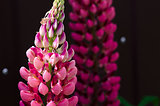 Fragrant flowers of lupine in the fresh 