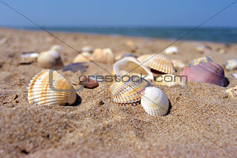 Sea and seashells. Beach and colorful seashells close-up on the beach coast