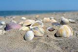 Sea and seashells. Beach and colorful seashells close-up on the beach coast