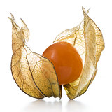 Physalis, fruit with papery husk