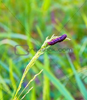 Caterpillar on a stalk. Rich green background